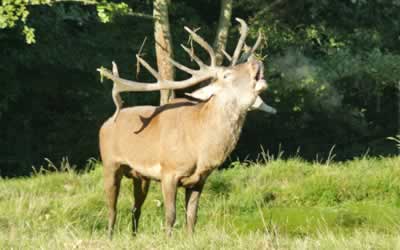 Jagdwesen Jagdwesen