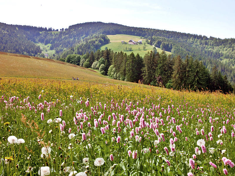 Blumenwiese bei Neukirch